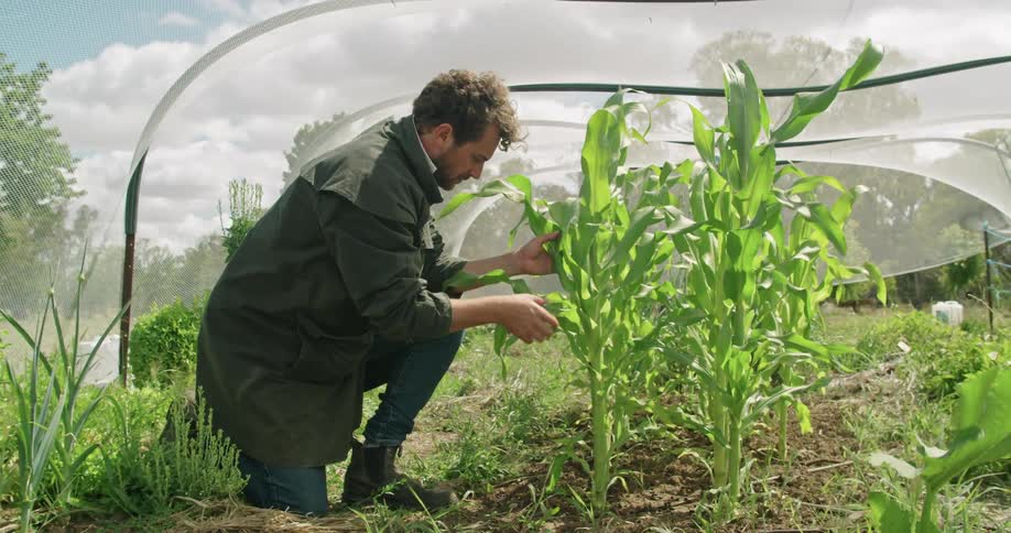 A man kneels on the ground to check a plant at a vineyard under a large mesh tent