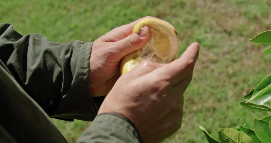 A man ripping open a lemon