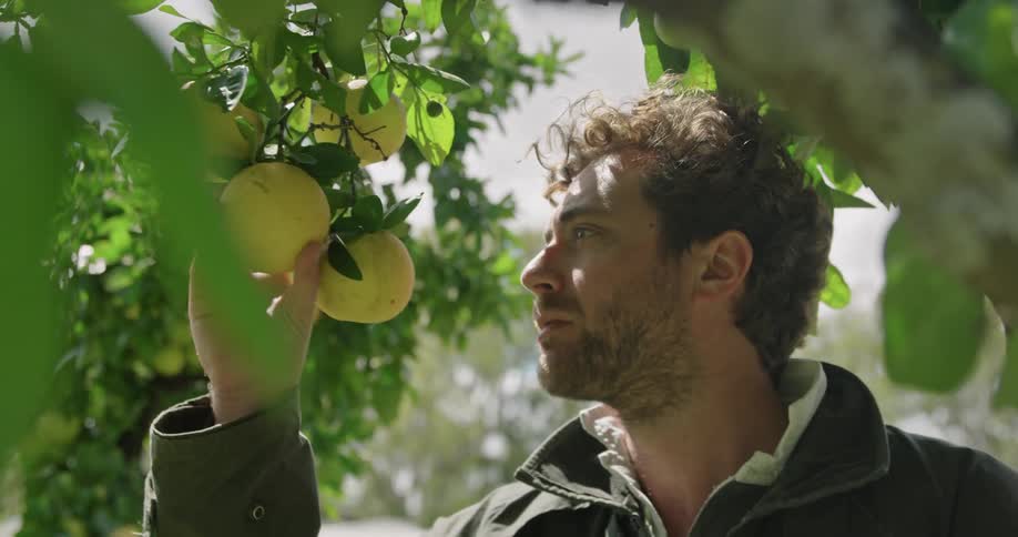 A man walks up to a citrus tree and examines the fruits growing on it