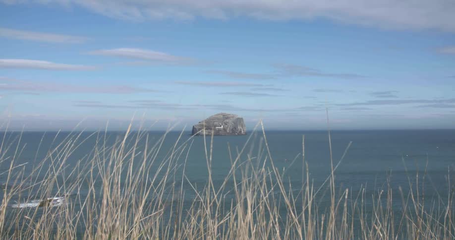 Grass blows in the wind before the shore