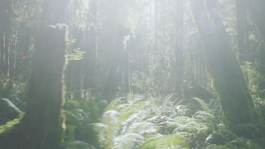 Following a drone with lights on flying through forest on a bright sunny day