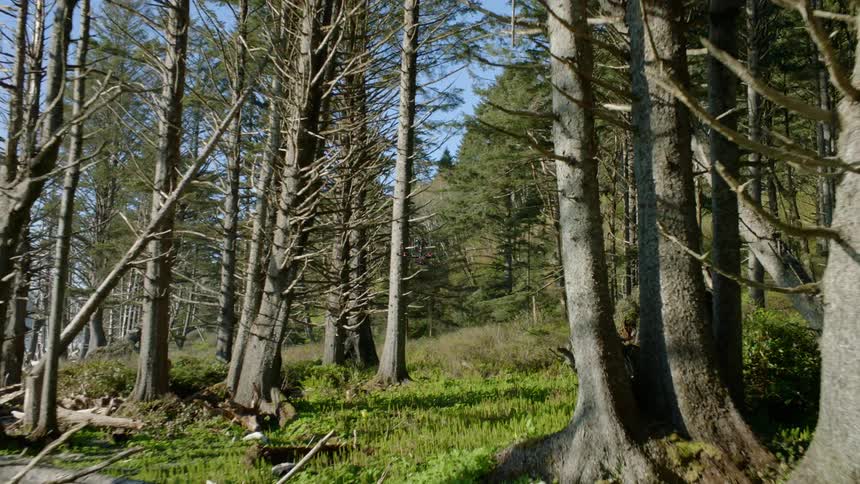 Tracking shot of a drone flying through a coastal forest environment
