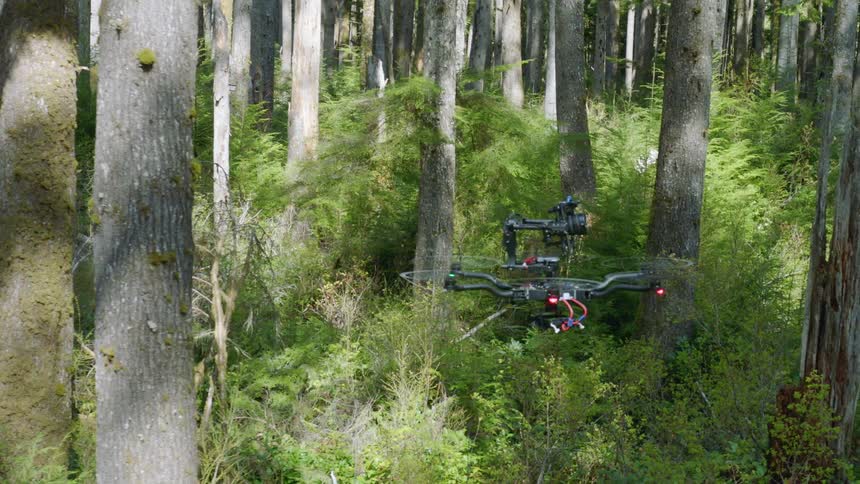 Following a drone that flies around a stand of trees and then starts to ascend out of the forest