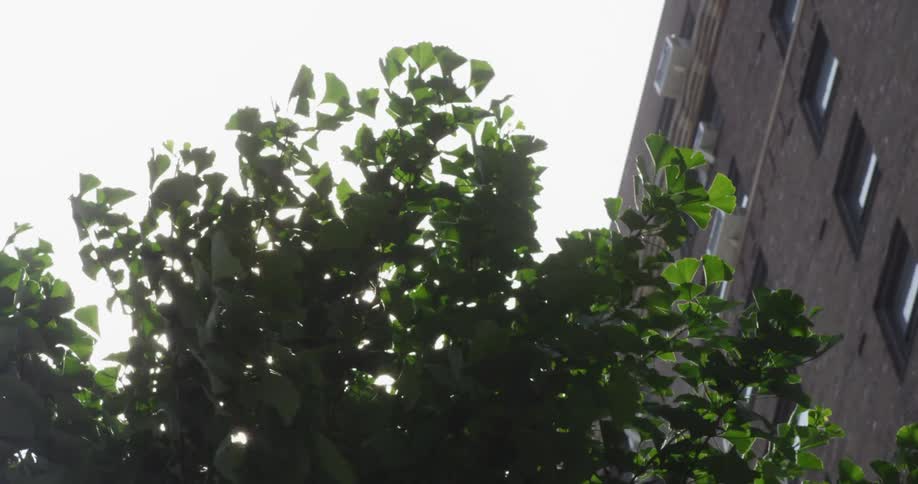 A tree sways in the wind in front of a tall brick apartment building