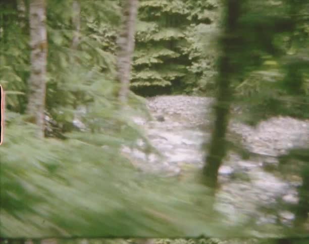 A river running through a forest as seen from the inside of a vehicle