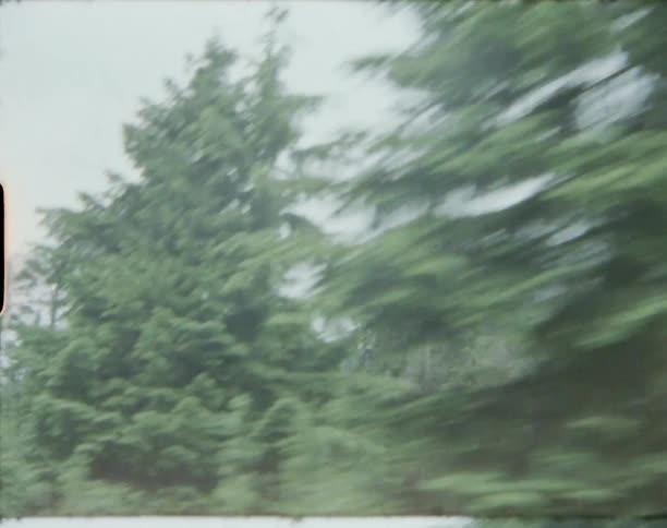 Pine forest conifers tall into the hazy sky