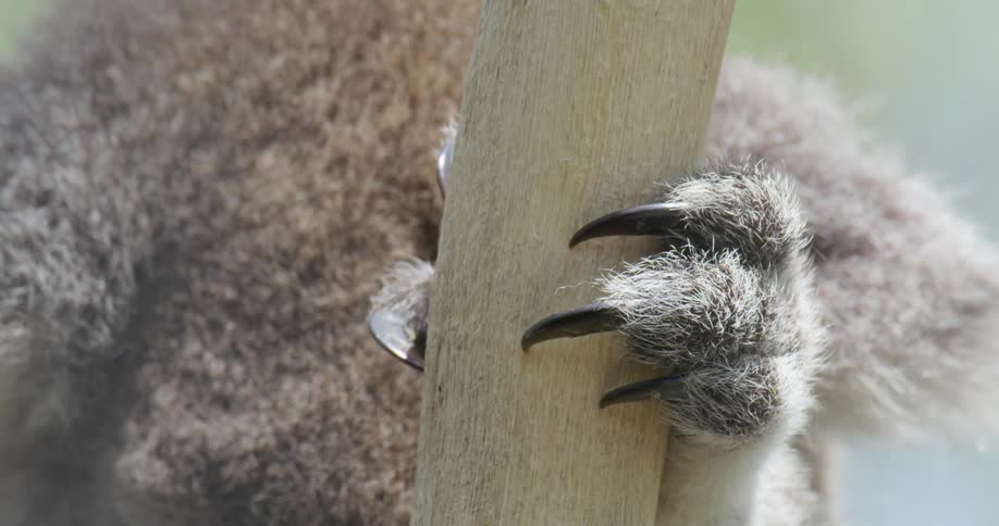Koala hand with long claws holding onto a wooden branch at daytime