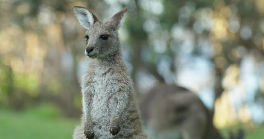 Baby kangaroo or wallaby standing on the grass shakes its head