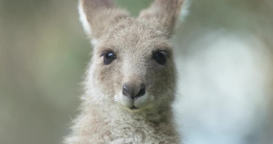 A kangaroo in nature