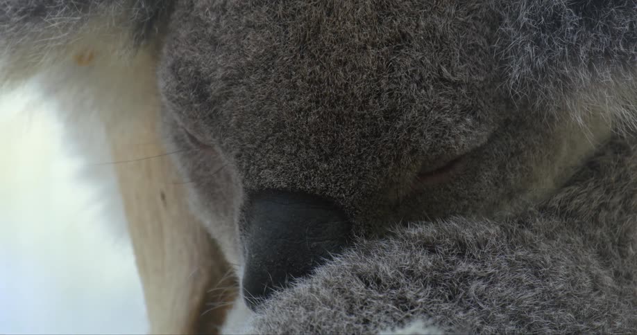 A koala sleeping with its nose own by its arm