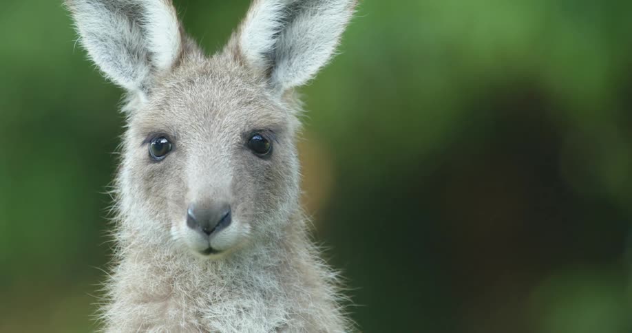 Baby kangaroo or wallaby turns around to look at the camera