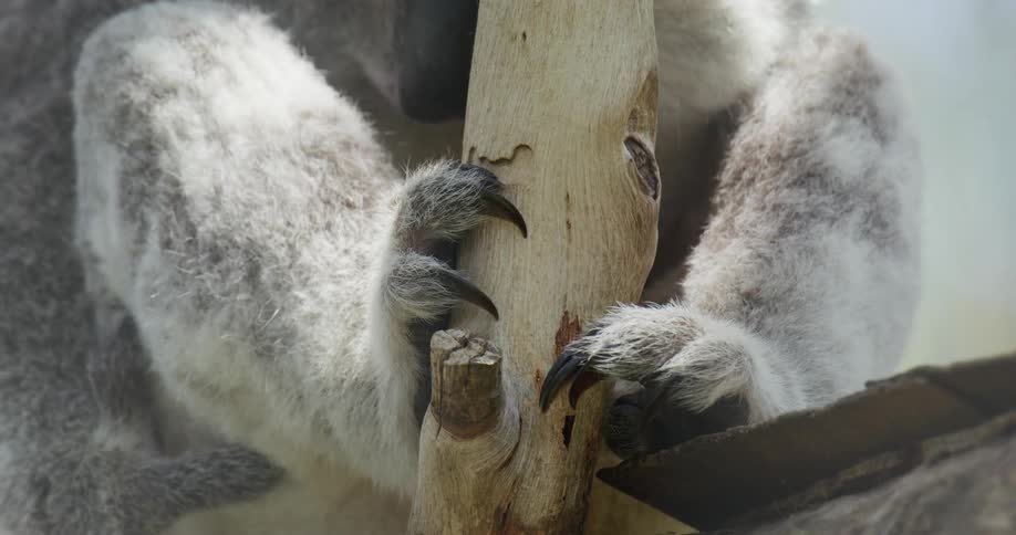 The claws of a koala grip a tree branch as the animal remains motionless