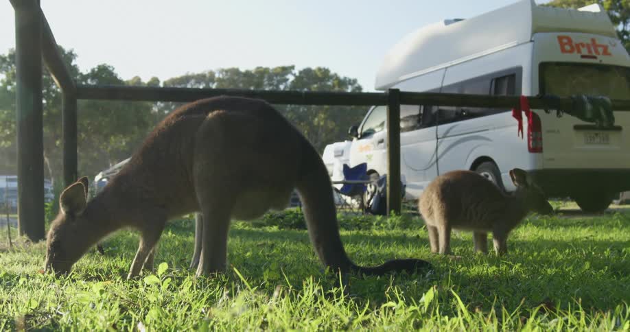 A penned up kangaroo eating grass on a summer day