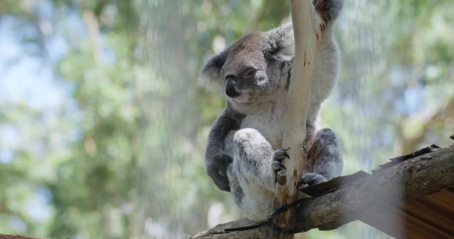Koala perches on branch near wooden platform scratching its fur