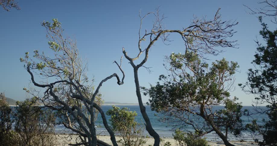 Twisted trees in front of the white sand beach at morning next to the ocean