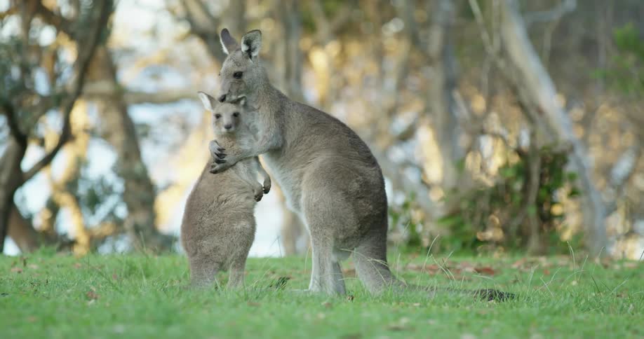 An adult and younger kangaroo stand on the grass surrounded by trees on a clear day
