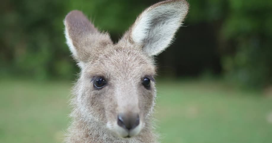 A kangaroo stands outside on grass surrounded by greenery