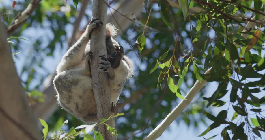 A koala holding onto a tree branch
