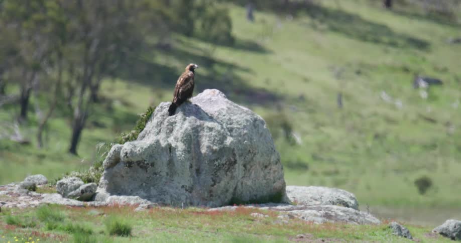 A hawk sitting on a rock over the grass in the hills at day time