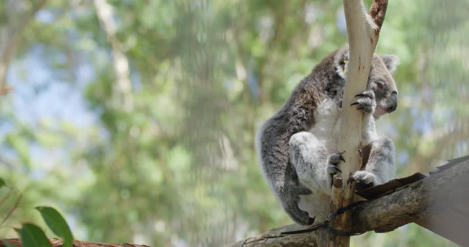 A koala chilling out and sitting on a tree branch hugging another tree branch