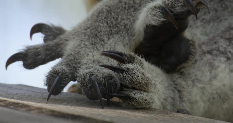 Extreme close up of animals paws and claws