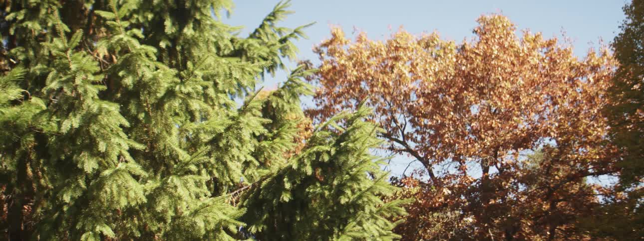 Pine tree and trees with fall colored leaves