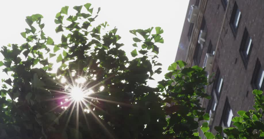 Sunlight filtering through the branches of a tree near an apartment building
