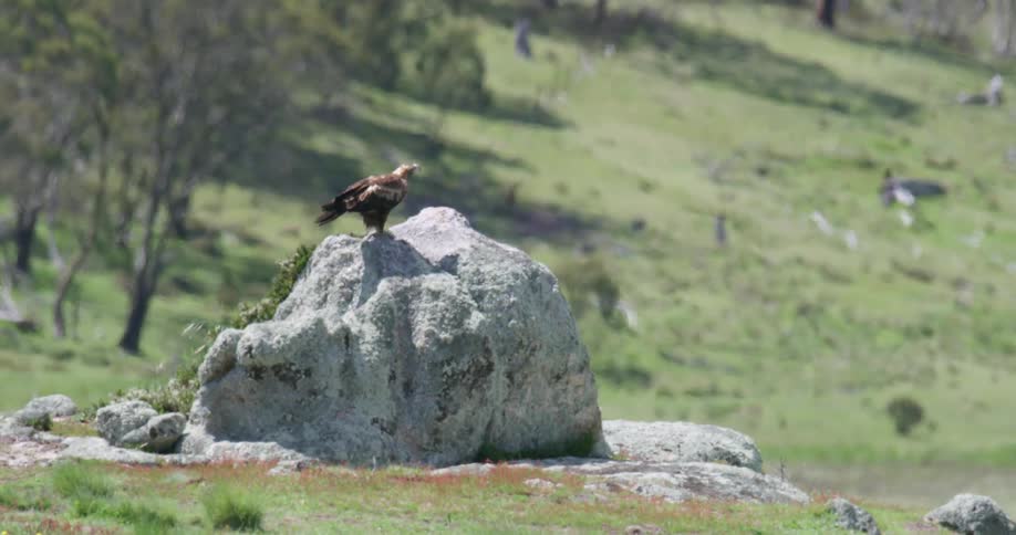 A hawk sitting on a boulder takes off over the green grass on the hills