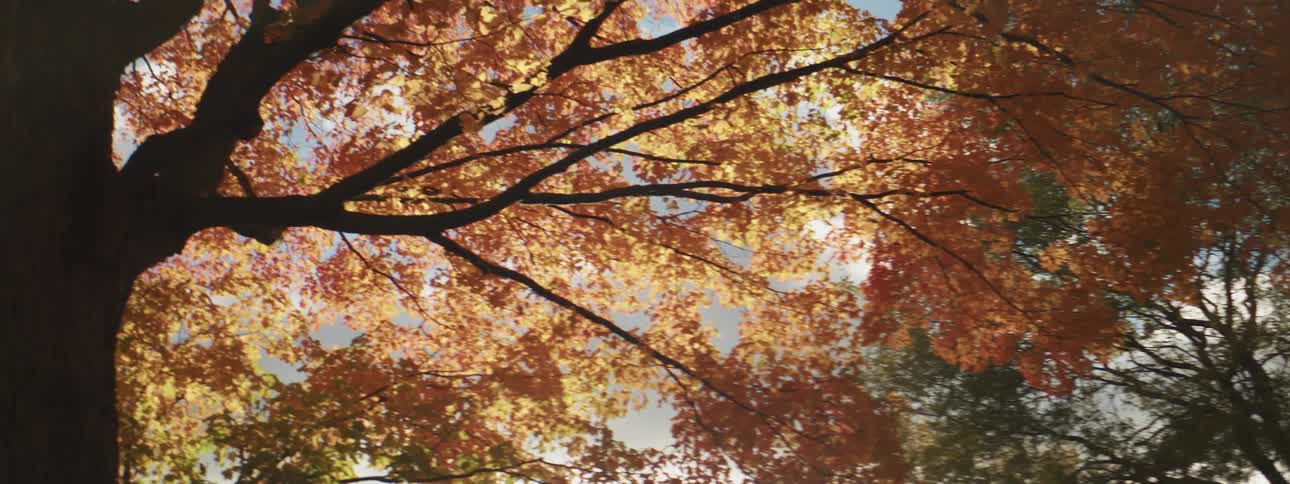 Trees with autumn colored orange leaves on a sunny day