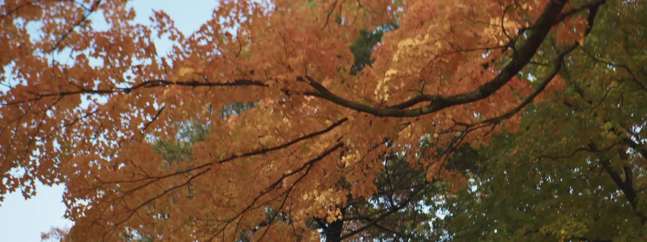 The yellowing foliage of a tree on a clear day
