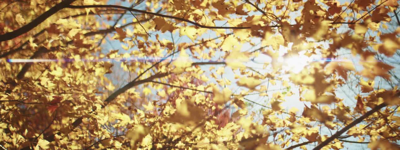 Sun shining through tree with fall colored leaves on a sunny day