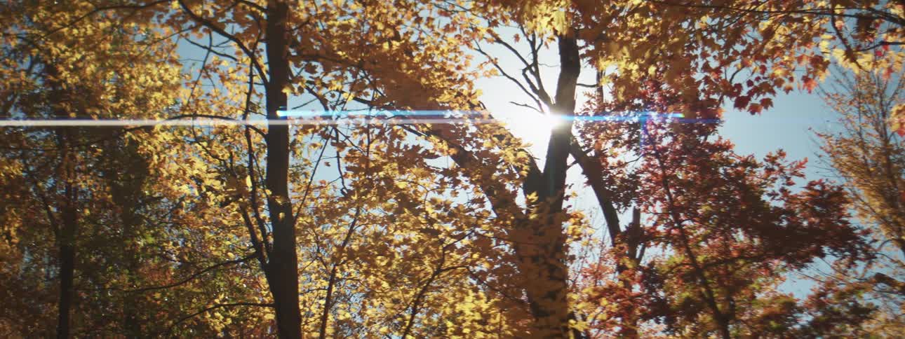 Trees with fall colored leaves and a bright sun shining through