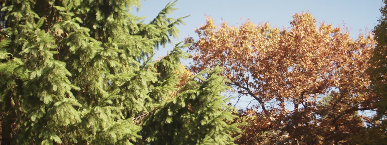 Trees on a fall day with autumn colored leaves and a pine tree
