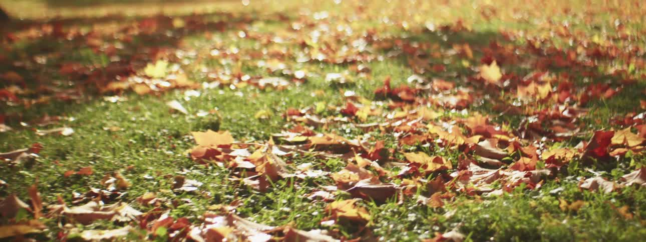 Fall colored leaves on the ground grass on a sunny day