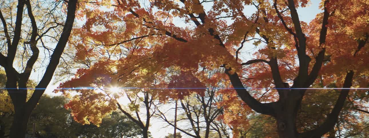 Sun shines through autumn tree in the park