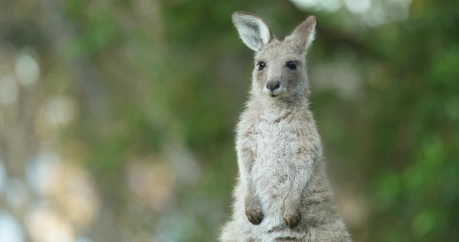 A small furry wallaby stands outdoors while alertly looking around for threats