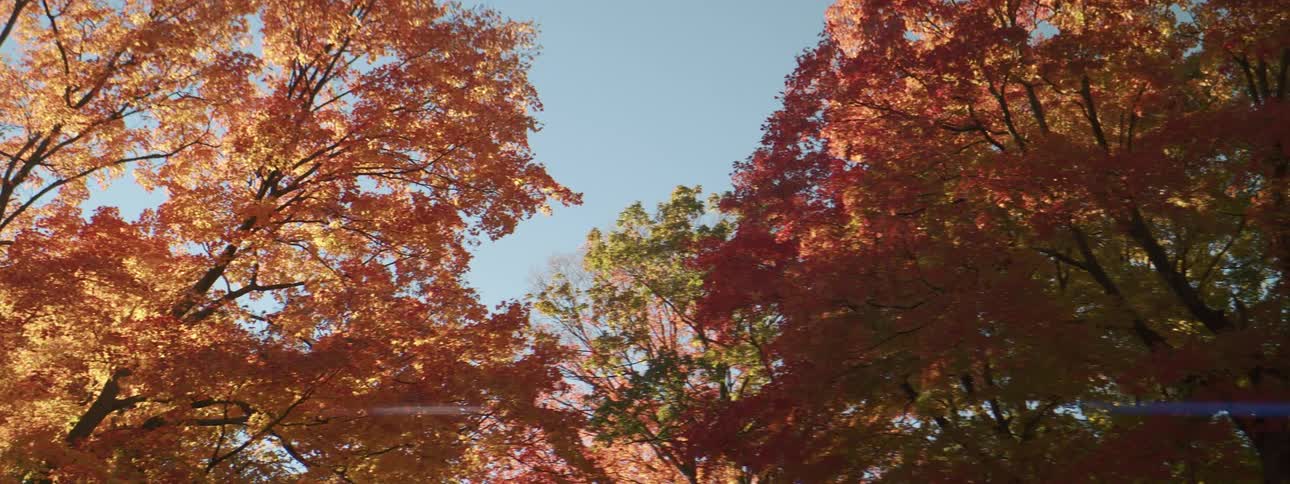 Trees with colorful leaves on an autumn day