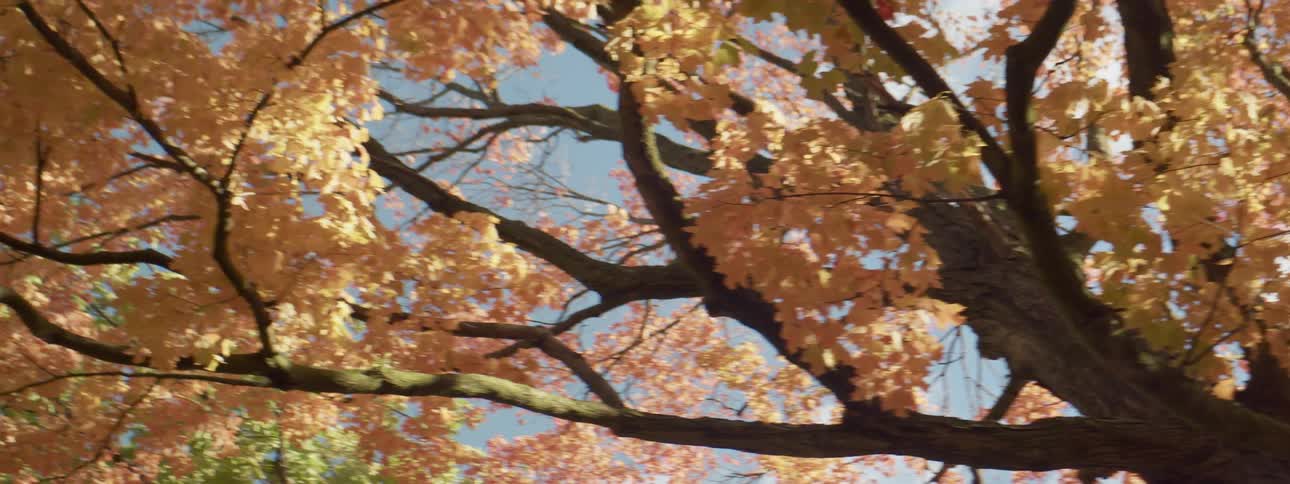 Trees with fall colored leaves on a sunny day