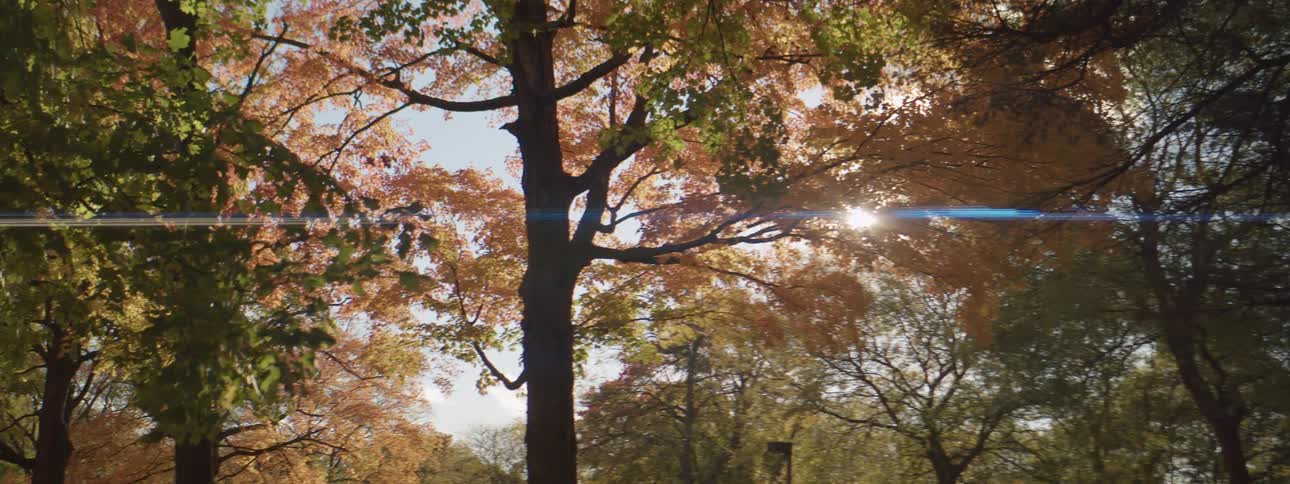 Sunlight shines through the foliage of a group of trees in a woodland during the day
