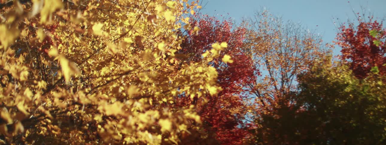 Trees in beautiful fall colors on a sunny day