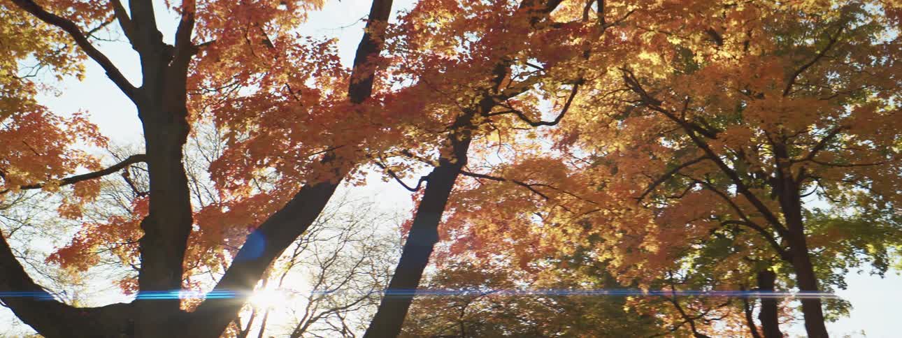 Sunlight shines through the rustling yellowing foliage of a tree on a clear day