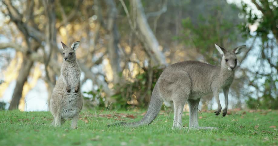 Two wallabies in a field one is walking away from the other