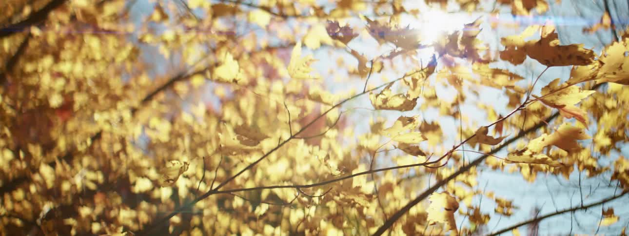 Sunlight shines through the foliage of a tree with yellowing leaves