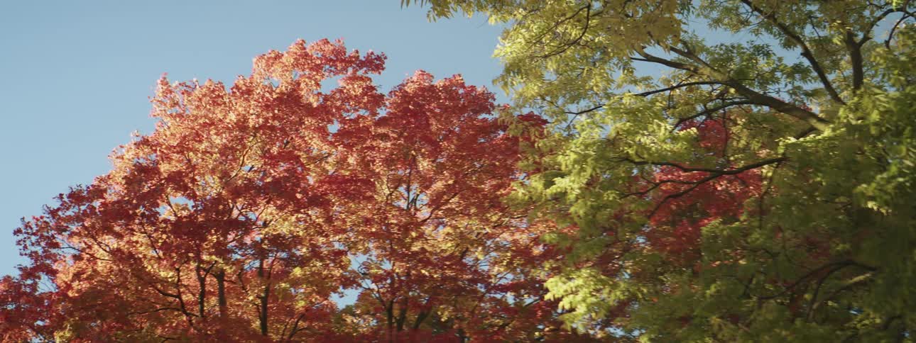Trees with leaves and branches with the sky and clouds in the background