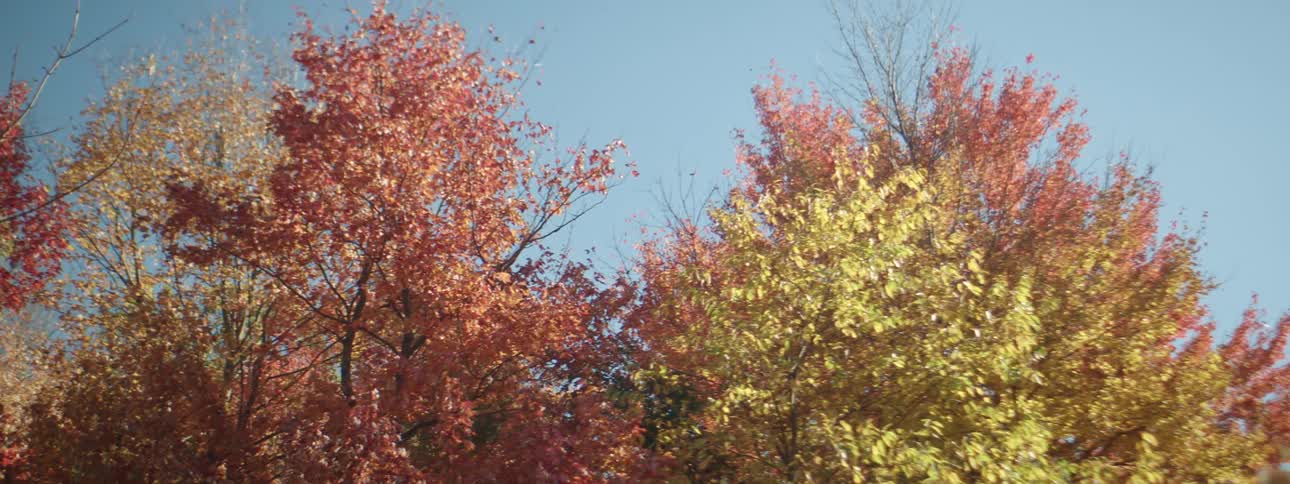 Colorful trees with leaves in fall colors on a clear day