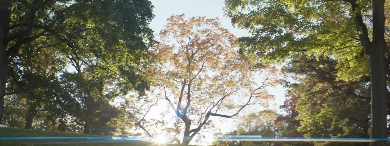 Trees with fall colored leaves on a sunny day with the sun shining brightly