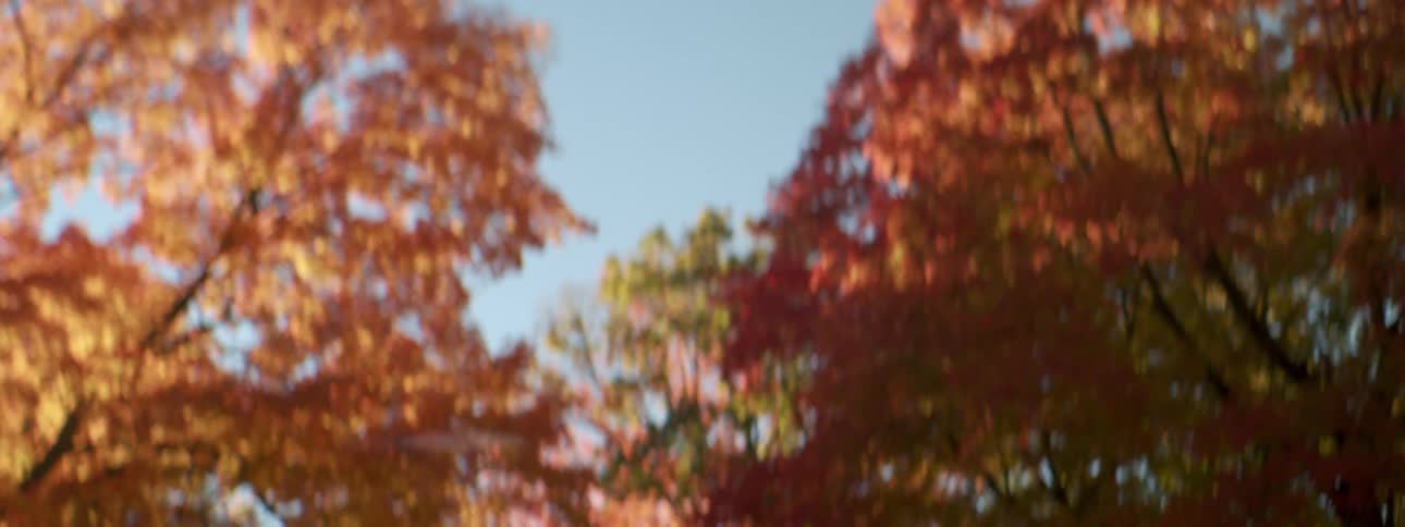 Beautiful trees with fall colored leaves on a clear day