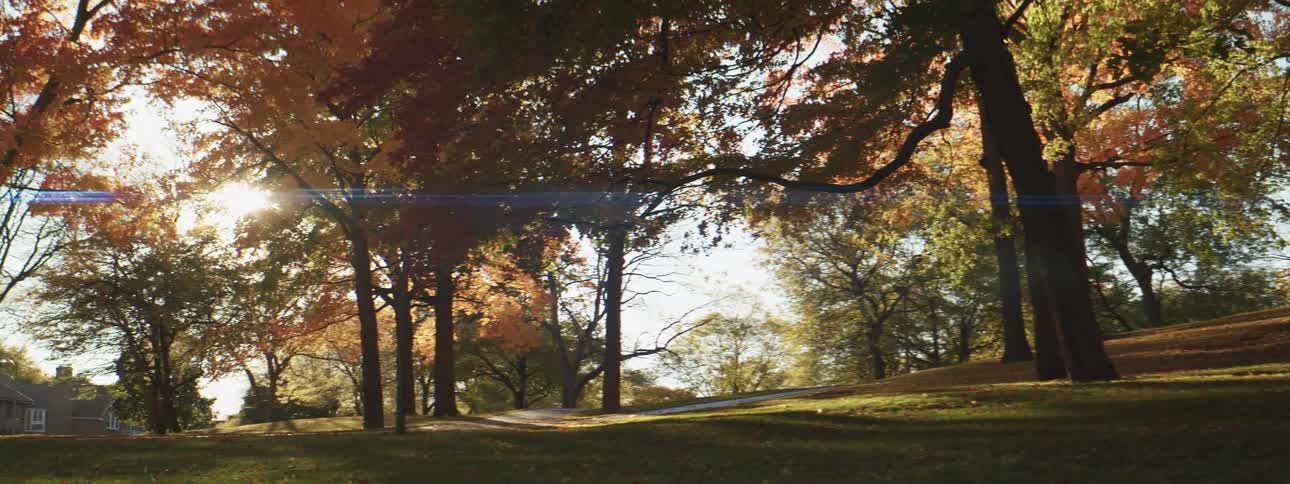 Autumn trees in a park swaying with the wind