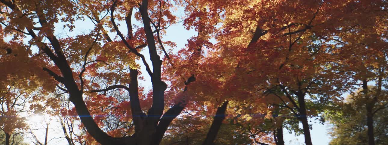 The yellowing foliage of a tree on a sunny autumn day
