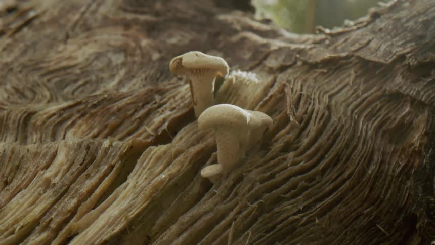 A pair of mushrooms have sprouted from the trunk of a tree